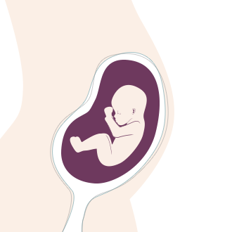 18. SSW: Ihr Baby hat einen eigenen Kreislauf und auch der Darm fängt an zu arbeiten 18. SSW: Ihr Baby hat einen eigenen Kreislauf und auch der Darm fängt an zu arbeiten