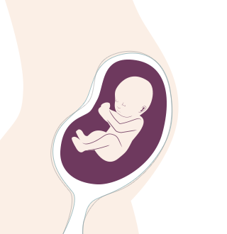 19. SSW: das Baby bekommt erste Haare, die Lanugobehaarung. 19. SSW: das Baby bekommt erste Haare, die Lanugobehaarung.
