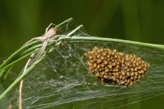 Trächtigkeit bei Tieren: Spinne Trächtigkeit bei Tieren: Spinne