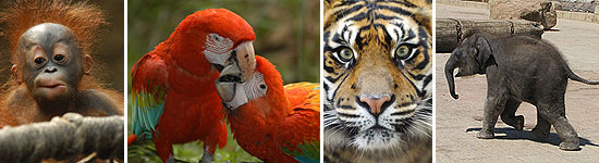Exotische Tiere im Zoo Exotische Tiere im Zoo