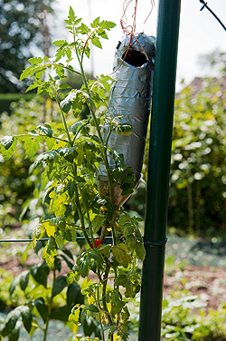 Tomaten pflanzen . kopfüber und kinderleicht Tomaten pflanzen . kopfüber und kinderleicht