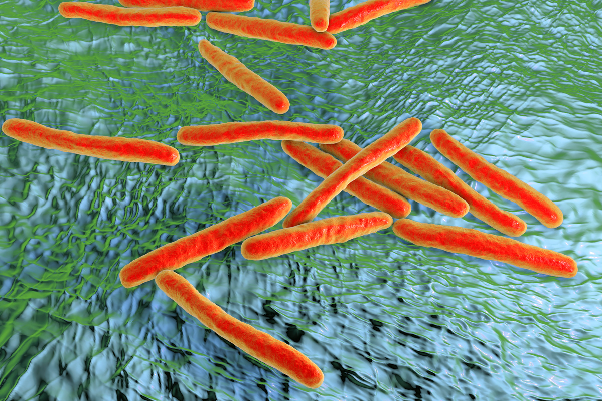 Tuberkulose Bakterien Tuberkulose Bakterien