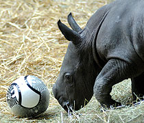 Trippelstark: Fußball spielendes Nashornbaby Trippelstark: Fußball spielendes Nashornbaby