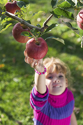 Kinder Apfelernte Kinder Apfelernte