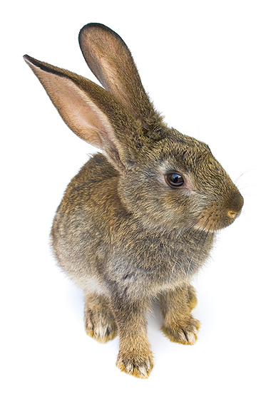 Hase Hase
