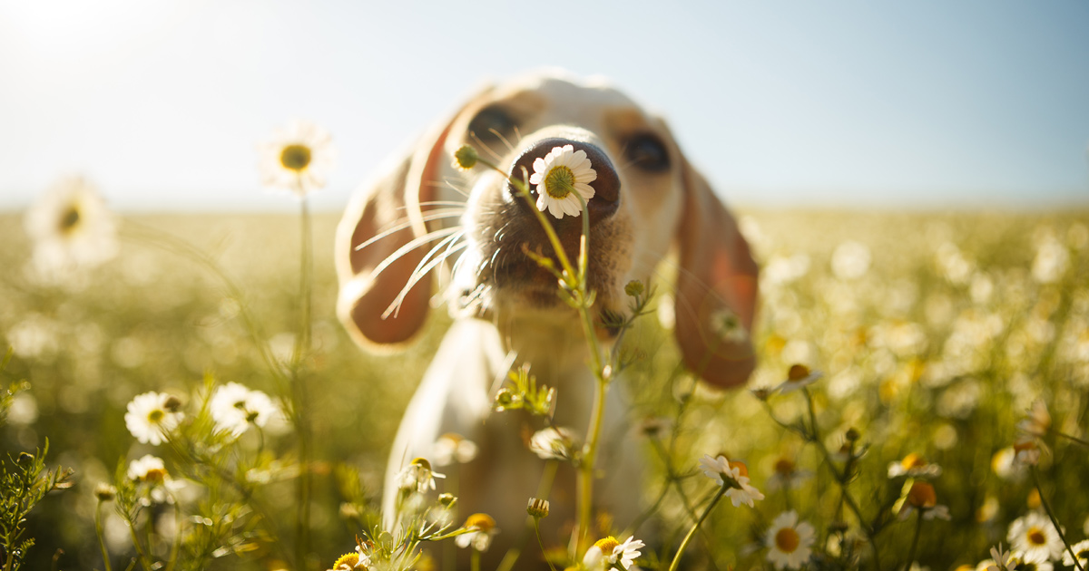 Hund Hund