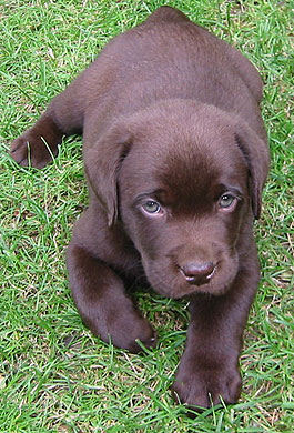 Labradorwelpe Labradorwelpe