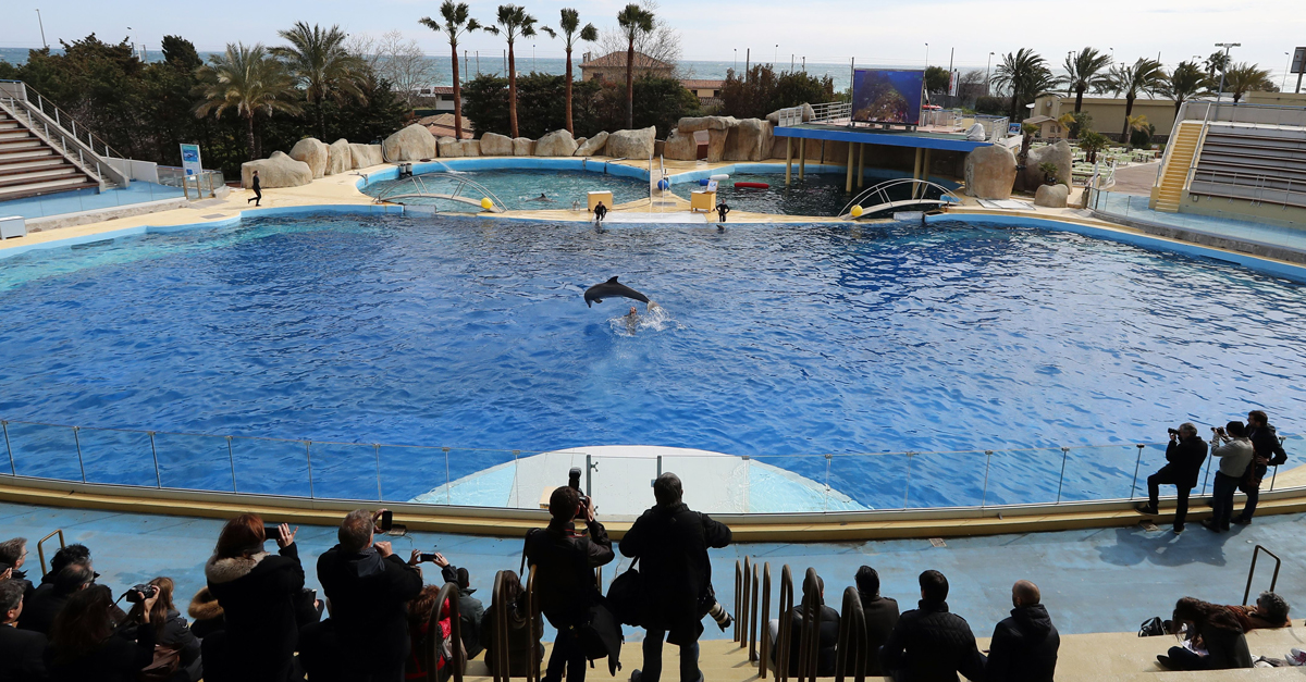 Delfin im Marineland in Frankreich Delfin im Marineland in Frankreich