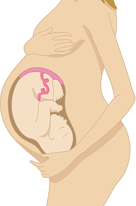 Die Plazenta ernährt das Baby. Die Plazenta ernährt das Baby.