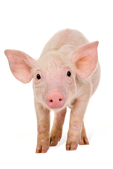 schwein schwein