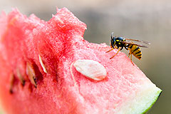 Hilfe gegen Insektenstiche Hilfe gegen Insektenstiche