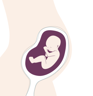 17. SSW: Dein Baby schlägt jetzt Purzelbäume und übt das Atmen.