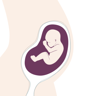 20. SSW: Die Sinne des Babys schärfen sich und es regiert viel interessierter auf seine Umwelt.