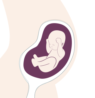 22. SSW: Das Baby legt sich eine Fettschicht zu.