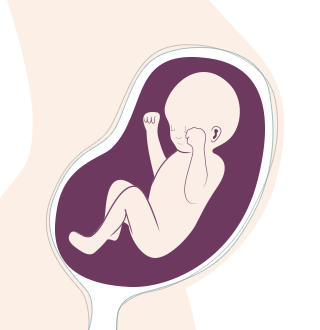 26. SSW: Das Baby öffnet seine Augen und kann Umrisse und Formen gut erkennen.