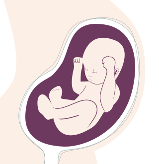 28. SSW: instinktiv nimmt das Baby immer wieder die richtige Geburtsposition ein.
