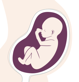 31. SSW: Bis Ende der Woche hat sich die Verdauung deines Babys komplett entwickelt.
