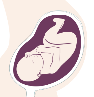 33. SSW: das Baby rutscht mit dem Kopf ins Becken der Mutter.