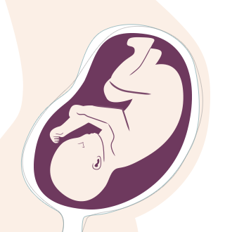 34. SSW: Die Verdauung des Babys funktioniert. Es trinkt viel Fruchtwasser und scheidet es wieder aus.
