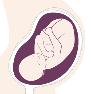 36. SSW: Das Immunsystem reift weiter aus. Nach der Geburt ist das Baby dennoch zunächst auf die mütterlichen Abwehrkräfte angewiesen.