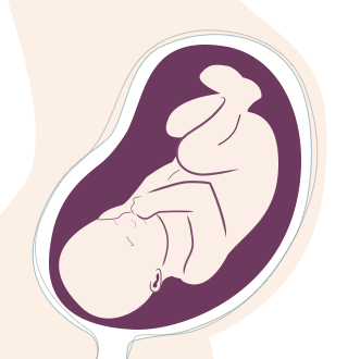 37. SSW: Das Baby schläft jetzt viel und sammelt Kraft für die Geburt.