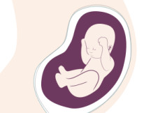 22. SSW - Das Baby legt zu 22. SSW - Das Baby legt zu