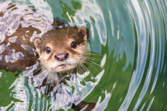 Promi-Kindernamen: Elsie Otter Promi-Kindernamen: Elsie Otter