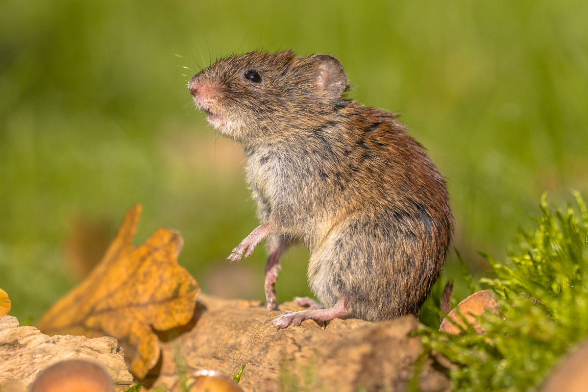 Der Überträger des Hantavirus: die kleine Rötelmaus