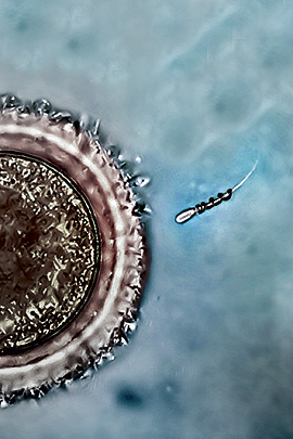 Spermbot befruchtet Eizelle