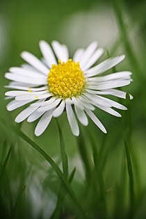 Wildkräuter: Ganseblümchen