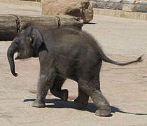 Nuka heißt eines der Elefantenbabys im Zoo Hannover