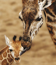Giraffenfamilie im Burgers' Zoo