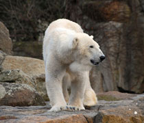 Absoluter Star in Berlin: Knut, der Eisbär