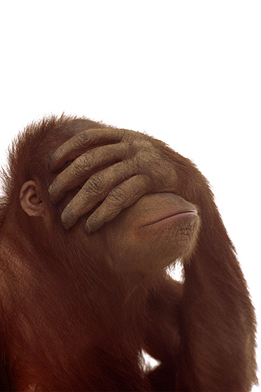 Affe mit Hand vor dem Gesicht