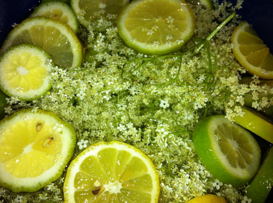 Holunderblütensirup Rezept