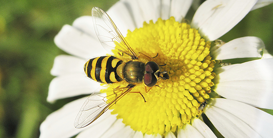 Insektenstiche: Wespe