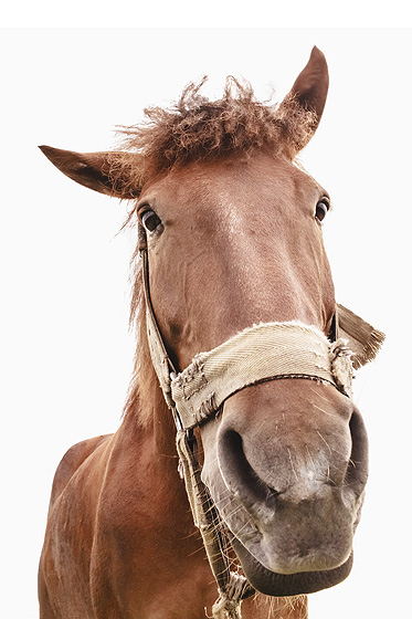 Pferd