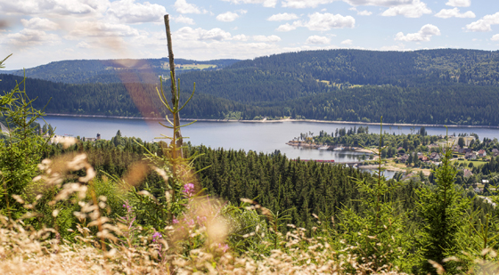 Urlaub am Schluchsee