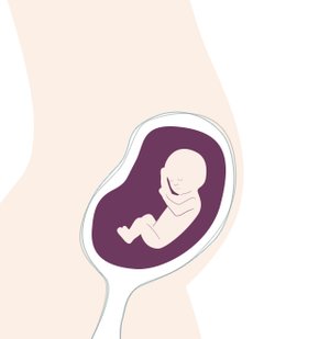 14. SSW: das Baby hat schon eigene Reflexe