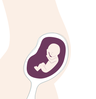 14. SSW: das Baby hat schon eigene Reflexe