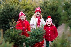 Weihnachtsbaum kaufen