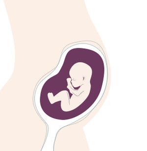 16. SSW: Das Baby wächst weiter und nimmt immer menschlichere Züge an