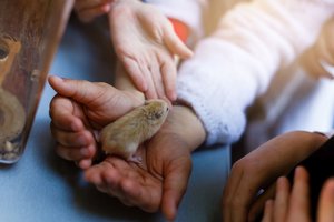 Hamster