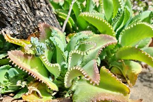 Bryophyllum