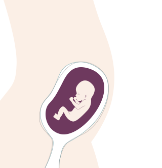 13. SSW: Das zweite Trimester beginnt.