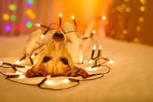 Silvesterdeko: Der Hund